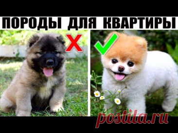 7 Добрейших маленьких пород собак, которые идеально подойдут для квартиры