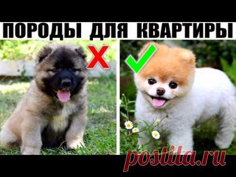 7 Добрейших маленьких пород собак, которые идеально подойдут для квартиры