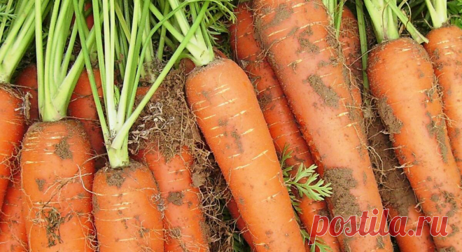 Лучшие из лучших сорта моркови, которые обязательно должны быть на грядке в следующем году | Записки огородницы | Яндекс Дзен