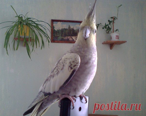 Красотка