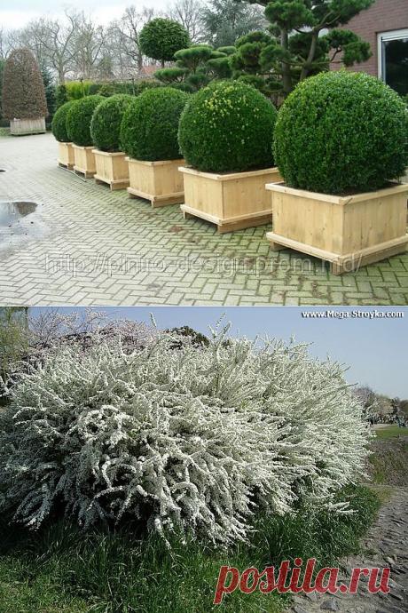 Декоративные кустарники для дачи и сада - фото .