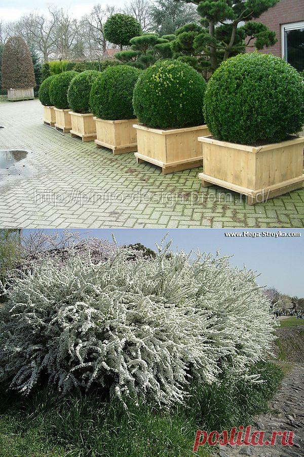 Декоративные кустарники для дачи и сада - фото .