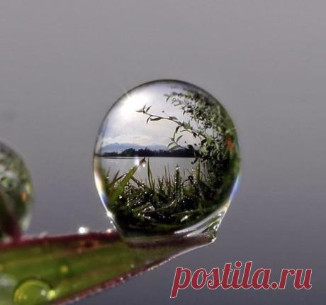 ДОЖДИНКА В ТРАВЕ