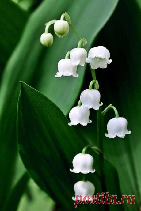 Lily of the Valley  |  Pinterest: инструмент для поиска и хранения интересных идей
