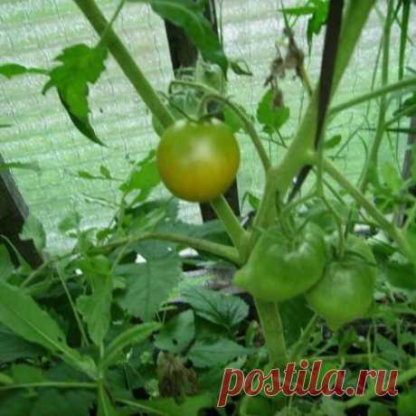 ОБЕЗЗАРАЖИВАНИЕ ПОЧВЫ
