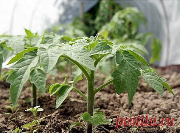 🍃Рассадная считалочка для чайников🍃

Как правильно выбрать время для посадки семян
В этом году выращивать овощи на своих шести сотках собираются даже те, кто никогда не копался в земле. Что поделаешь - кризис! Конечно, чтобы получить богатый урожай, важно вырастить правильную рассаду. Если она будет недозревшая - плоды появятся позже, а если перерастет - ее сложнее сажать, можно поломать хрупкие растения. Поэтому важно грамотно рассчитать время посева семян. В помощь нач...