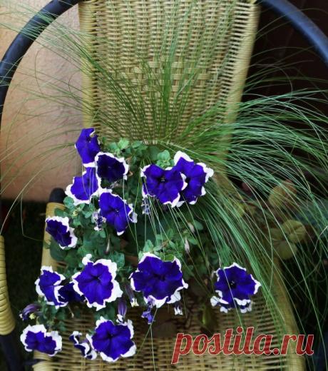 Ковыль тончайший (Stipa tenuissima).