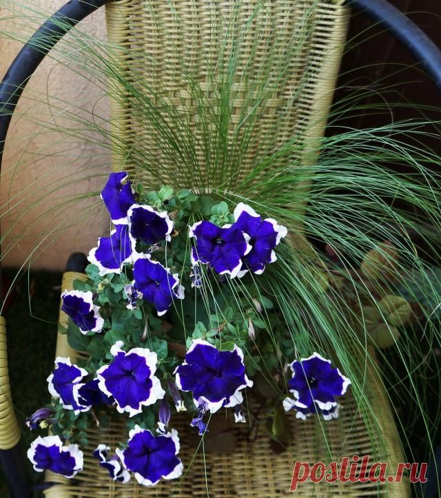 Ковыль тончайший (Stipa tenuissima).