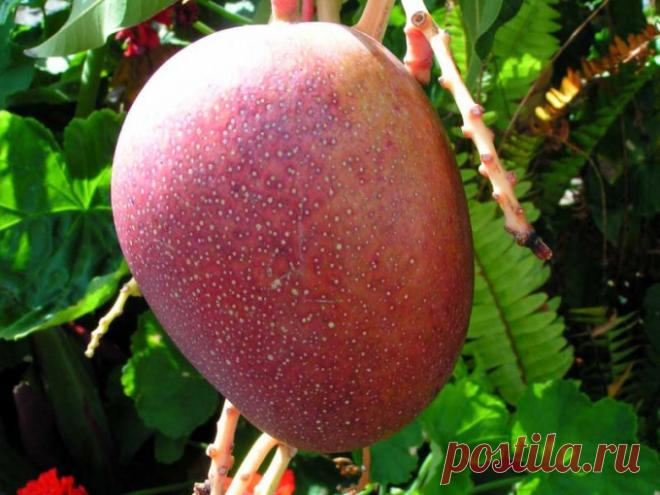 Как посадить манго :: Цветоводство