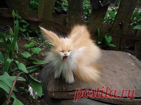 Сладкая Жизнь