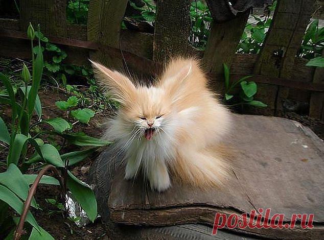 Сладкая Жизнь