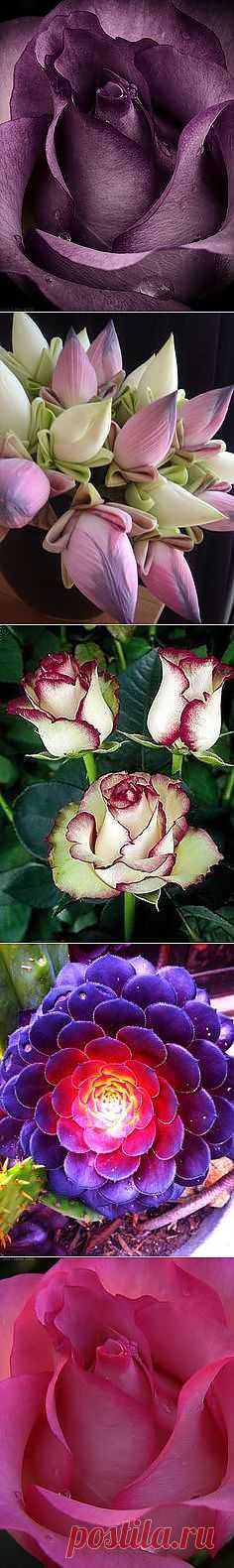 Pinterest