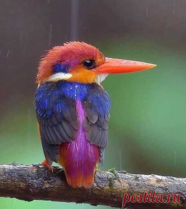 Несколько животных и привычных вещей в особенно красивой расцветке: Рубиновый зимородок