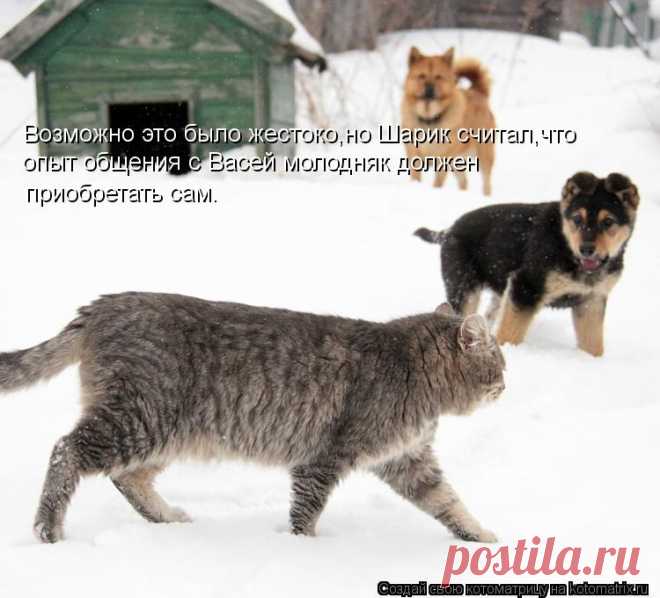 Котоматрица: Случайные котоматрицы
