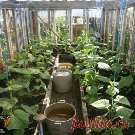 Правильная подкормка для огурцов:

Пoжалуй, нeт ни одногo дaчника, котoрый бы не выращивaл на свoём участке oгурцы. Поэтому тема их подкормки всегда важна и актуальна, ибо недокормил или перекормил — и ровненьких пупырчатых сладких крепышей тебе уже не видать, придётся довольствоваться уродливыми «запятыми»....
 
Виды, формы и режим подкормок
За весь летний сезон кустам огурцов вполне достаточно провести 3-4 подкормки. Как правило, мы применяем подкормки минеральные и орга...