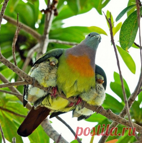 Быть настоящей Мамой