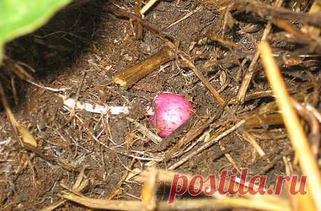 Выращивание картофеля под соломой. От посадки до сбора урожая