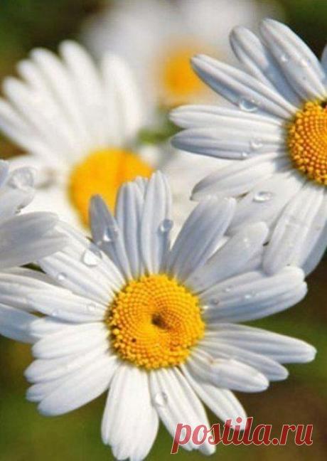♥ ЖИВОТНЫЕ ♥ ПРИРОДА ♥