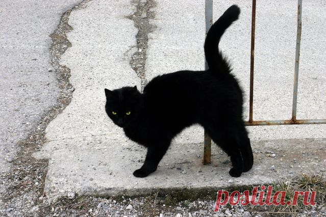 Как понять язык кота? Краткий человеко-кошачий словарь