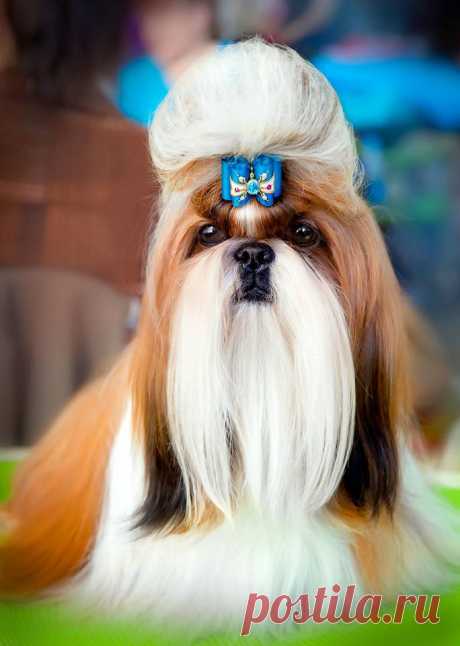 (61) Светлана Михайлова