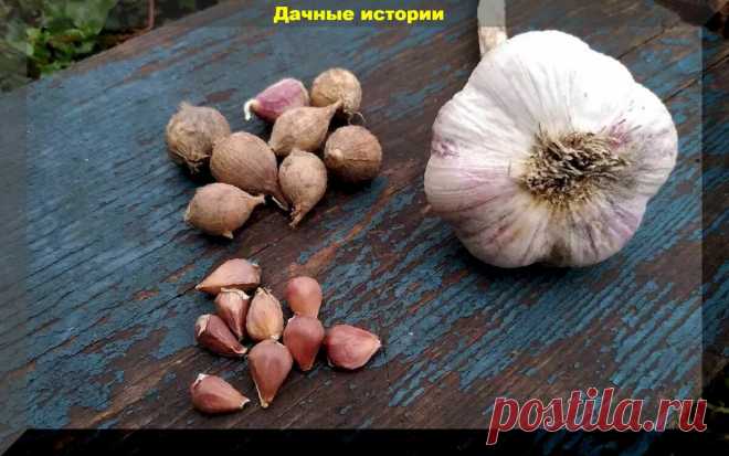 Омоложения чеснока, или как вырастить крупные луковицы из бульбочек без признаков болезней и вредителей | ДАЧНЫЕ ИСТОРИИ | Пульс Mail.ru