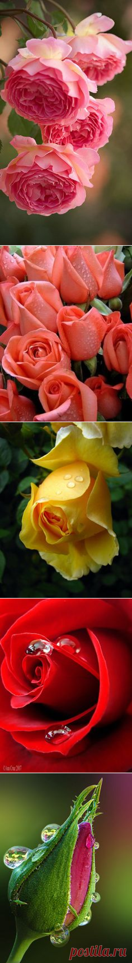 Pinterest • Всемирный каталог идей