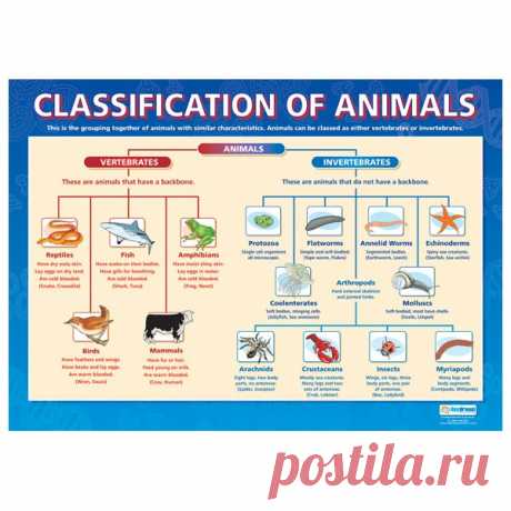 Classification of animals:  / Неформальный Английский
