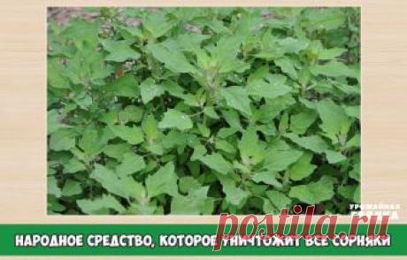 Народное средство, которое уничтожит все сорняки!

Пырей, лебеда, мокрица, одуванчики, крапива… Эти сорняки знакомы каждому дачнику. Их уничтожение является тяжелым трудом на протяжение всего летнего сезона. Иногда начинает казаться, сколько не пропалывай, все равно бесполезно — через неделю все по-новой выросли!
Если вы не хотите прибегать к использованию гербицидов, есть одно простое народное средство на основе уксуса и соли. Попробуйте — и пусть ваш участок будет красив...