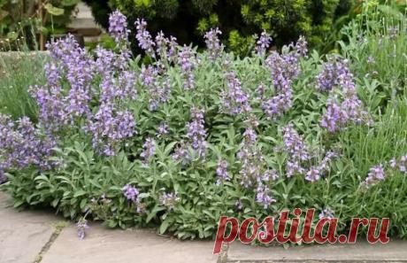 Уход за шалфеем - правила полива и подкормки, обрезка, видео