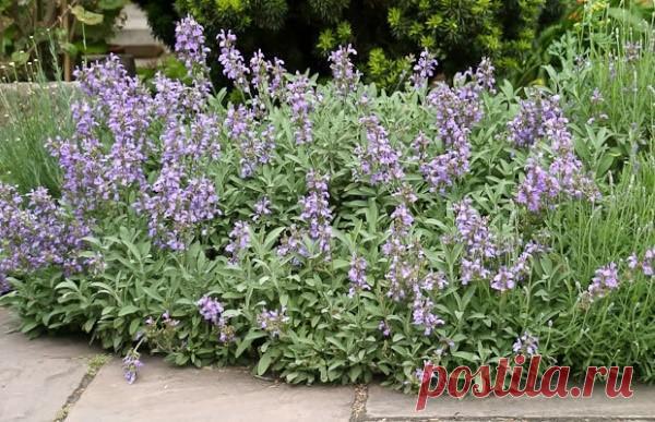 Уход за шалфеем - правила полива и подкормки, обрезка, видео