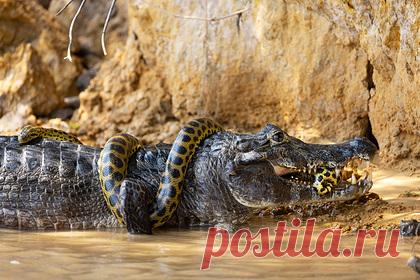 Жестокая схватка аллигатора с гигантской анакондой попала на фото. Американский фотограф дикой природы Ким Салливан запечатлел на камеру ожесточенную схватку каймана с анакондой. Автор фотосерии уточнил, что кадры были сделаны в сентябре текущего года на берегу реки Куяба в западной части Бразилии в штате Мату-Гросу. Битва длилась 40 минут.