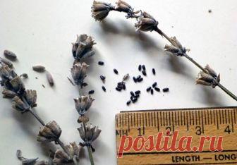 Посев семян лаванды под зиму - сроки и правила проведения, видео Посев семян лаванды под зиму проводят в октябре/ноябре, когда стоит относительно теплая погода. Грядку засыпают слоем песка и закидывают семена песком.