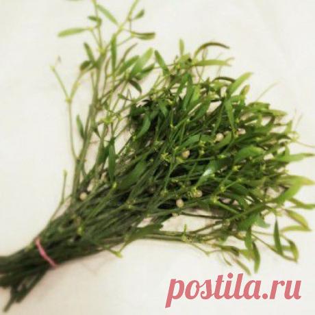 Статьи - Омела белая для похудения – Фактор Потери Веса доктора Жукова