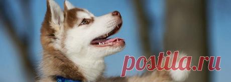 Как отучить щенка кусаться