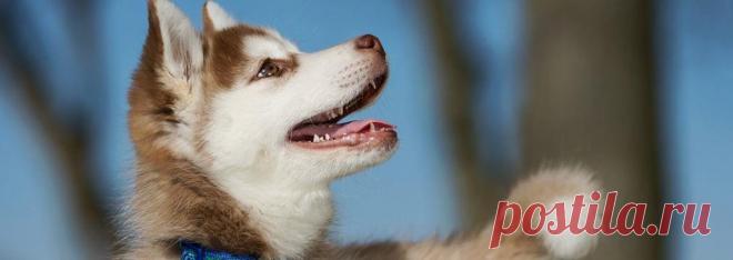 Как отучить щенка кусаться