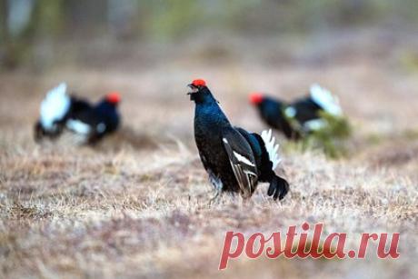В Хабаровском крае под охрану взяли уникальный природный парк «Хосо». В Хабаровском крае установили охранную зону для уникального природного парка «Хосо» на Сихотэ-Алине, где обитают такие редкие представители фауны, как амурский тигр и дикуша. Парк уникален сочетанием северной и южной флоры. Также на территории «Хосо» произрастают реликтовые растения.