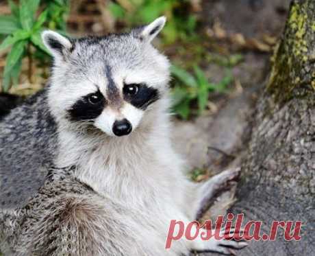 Очарователен до невозможности!