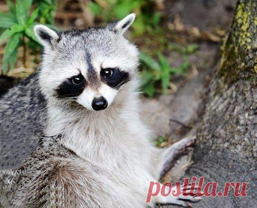 Очарователен до невозможности!