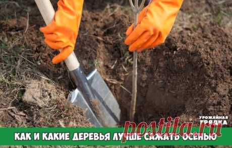 Как и какие деревья лучше сажать осенью
а самом деле, осень – это не единственное время для посадки деревьев, но действительно считается более оптимальным, так как с наступлением заморозков происходит процесс погружения деревьев в спячку, и они становятся гораздо неактивными. Однако при этом грунт еще долгое время остается теплым, и корни продолжают свой рост. Так что осенью в прохладный период посадки получаем корни, которые способны впитывать в себя влагу даже при высокой температуре воздух