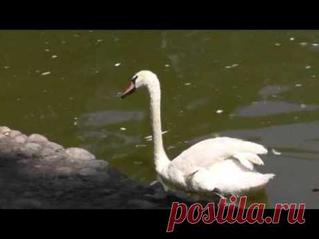 Горный гусь, лебедь-кликун, белый гусь - YouTube