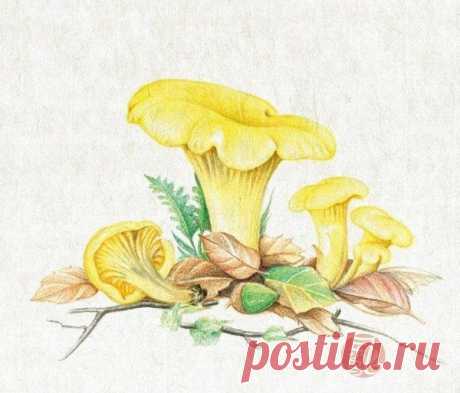 ​Рисуем с детьми грибочки