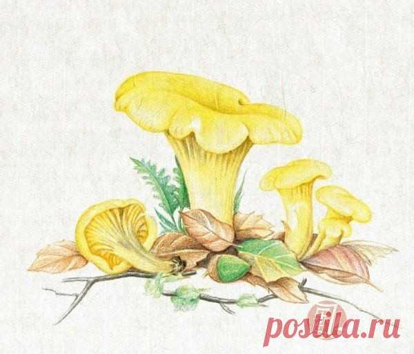 ​Рисуем с детьми грибочки