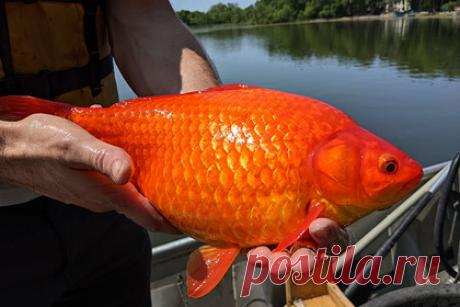 Гигантские золотые рыбки вызвали беспокойство в США. В водоемах американского штата Миннесота стали чаще обнаруживать золотых рыбок огромных размеров. С начала месяца в озере Келлер нашли 28 гигантских особей. В связи с этим местные власти призвали жителей не выпускать обитателей аквариумов в водоемы, поскольку рыбы способствуют ухудшению качества воды.