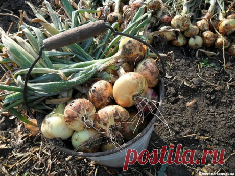 Лучшая подкормка для лука - повышаем урожайность в несколько раз

Для того, чтобы лук вырос хрустящим, сочным, а также много урожайным, всегда необходимо соблюдать ряд агротехнических мероприятий, которые в итоги и приведут нас к заветной цели. Хоть лук и относится к семейству неприхотливых, для хорошей урожайности за ним требуется правильный уход.

Я считаю что одним из самых важных элементов агротехники - подкормку и не зря ведь именно от неё зависит урожайность и не тол...