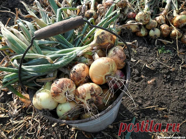 Лучшая подкормка для лука - повышаем урожайность в несколько раз

Для того, чтобы лук вырос хрустящим, сочным, а также много урожайным, всегда необходимо соблюдать ряд агротехнических мероприятий, которые в итоги и приведут нас к заветной цели. Хоть лук и относится к семейству неприхотливых, для хорошей урожайности за ним требуется правильный уход.

Я считаю что одним из самых важных элементов агротехники - подкормку и не зря ведь именно от неё зависит урожайность и не тол...