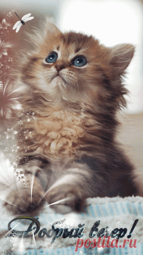 23 карточки в коллекции «гифки» пользователя Lubawuszka в Яндекс.Коллекциях