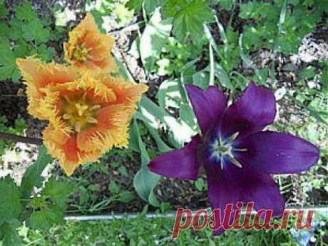 Тюльпаны: описание, выращивание, уход. | Для дачников.ру