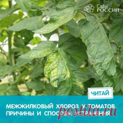 МЕЖЖИЛКОВЫЙ ХЛОРОЗ У ТОМАТОВ. ПРИЧИНЫ И СПОСОБЫ УСТРАНЕНИЯ 
⠀
Межжилковый хлороз – заболевание у растений, для которого характерно нарушение образования хлорофилла в областях между жилок листа.
⠀
Чаще всего эта проблема появляется, когда в земле недостаточно железа. Этим грешит торфяной грунт. При этом бледнеют и жилки, и промежутки между ними. Чтобы вылечить томаты, сделайте подкормку: разведите в ведре воды 1 ч. ложку железного купороса и 1 ч. ложку лимонной кислоты. Раствором можно как п