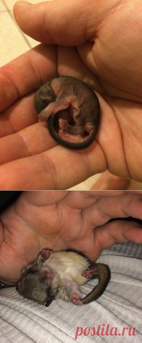 Одноклассники