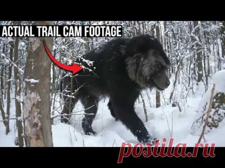 Disturbingly Raw NEVER SEEN BEFORE Trail Cam Footage